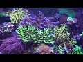 For $14 More Water Clarity! No Cyano, Vermetid Snail Lower Nutrients Testing out DIY Coral Snow