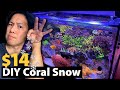 For $14: More Water Clarity! No Cyano, Vermetid Snail? Lower Nutrients? Testing out DIY Coral Snow.