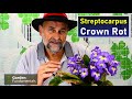 Stop Crown Rot in Streptocarpus 🤧👿😖 How to fix it. How to prevent it.