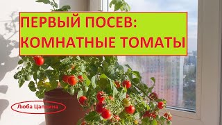 Первый посев: комнатные томаты