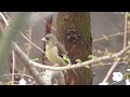 oriental greenfinch カワラヒワ（野鳥）が桜の樹上で羽繕い