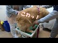 動物病院の診察台でドッキリ！ゴールデンレトリバー nana