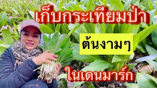 Ep.348 เก็บกระเทียมป่าในต่างแดน ต้นงามๆ อากาศหนาวหลังหิมะตก wild garlic | Ramsløg i Denmark