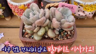 큰 집에 사는 빌게이츠, 그대로 떠서 분갈이해요! 문제 없는 다육은 흙을 털지 않고 분갈이해요!