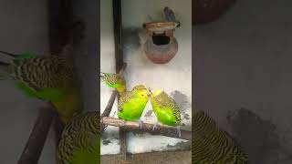 budgie birds WhatsApp status 💕😘 birds status bird status #shorts #birds #budgie #ytshorts #status