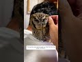 this woman rescued a weak owl that fell into the water and then animalshorts animalrescue