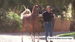 Mareq MA, Superb Arabian horses.