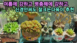 다육이♡ 여름에 강하고 병충해에 강하고 신경안써도 잘크는다육이 추천💓💓succulent plant, 多肉植物