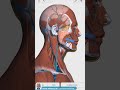 Visual Anatomy 3D - Facts about the Risorius Muscle