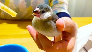 ヒナ鳥くろちゃんのお食事タイム！桜文鳥のエサやり【文鳥の挿し餌シーン②】 Java Sparrow Feeding Padda oryzivora Lonchura oryzivora