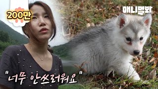 어미개의 사랑을 받고 싶었던 아기 허스키.. 1년 후 ㅣ Dog Who Had An Unloving Mother Grew Up To..