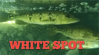 CARA PENGOBATAN PENYAKIT WHITE SPOT PADA IKAN