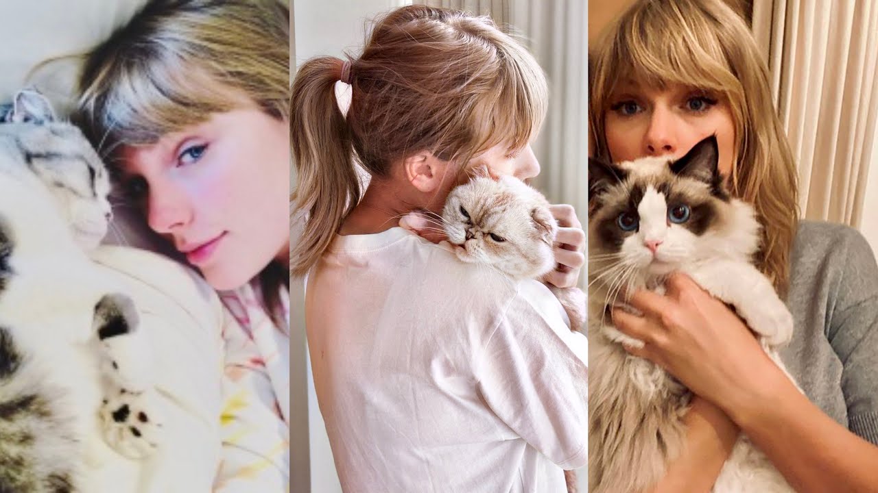 Taylor Swift Cats