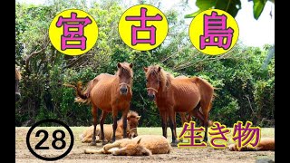 宮古島の生き物　第二弾　28　　2023.10.10