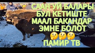 КУРШАБ МАЛ БАЗАРЫ.11.01.2025 КАНАЛГА КАТТАЛА КЕТТИНИЗ.🤗🤗