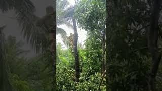 #സിംബിൾ മരം മുറി #danger tree cutting skills #vefity wood cutting skills #youtube shorts #videos