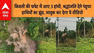 Chhattisgarh News: भावुक कर देगा रायगढ़ के जंगल का ये वीडियो, हाथियों के झुंड ने यूं दी श्रद्धांजलि