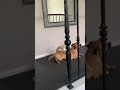 dog teasing corgi for having tiny legs funny dog videos 🐾