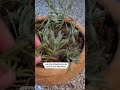 reproduccion de lavanda por esquejes