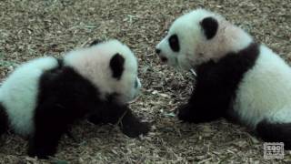 Panda Cubs 2016: Day 115