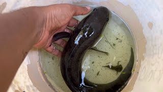 വരാൽ ആണും പെണ്ണും എങ്ങനെ തിരിച്ചറിയും | Snakehead fish male and female