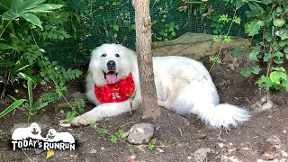 雨だったり暑かったりでなかなか外に出られないルンルンとアランです　Great Pyrenees　グレートピレニーズ