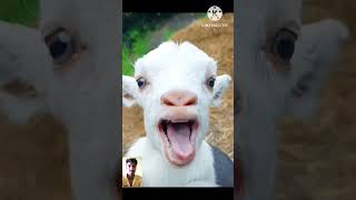 Hahahaha funny laugh 🤣😂🤣😂🤣😂 |  goat #shorts #animals #viral #goat  #baby #cute #funny #bakri