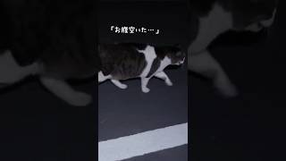 氷点下の朝、捨て猫が追いかけてきた。