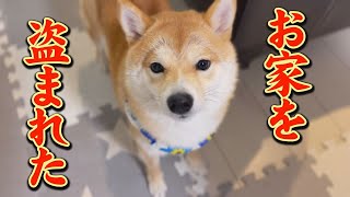 自分のハウスに兄柴が・・・戸惑う子犬・・・