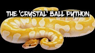 The Amazing 'Crystal' Ball Python!