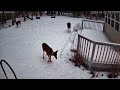 20250102 160842 squirrel under deck then deer under birdfeeder in snow covered backyard