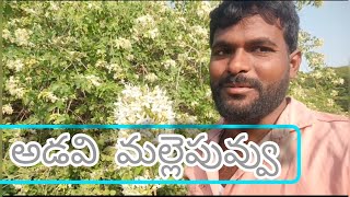 అందమైన అడవి మల్లె చెట్టు#in forest flower tree #yaragudi Raju viogs#