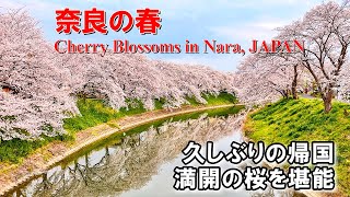 Cherry blossoms in Nara, Japan. 久しぶりの奈良帰郷、満開の桜に感動。壷阪寺、甘樫丘、石舞台、藤原京、飛鳥川、川原寺、奈良公園 | 明日香めぐり