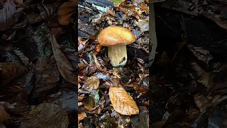 Want to escape the stresses of life? Take an immersive mushroom picking tour #mushrooms