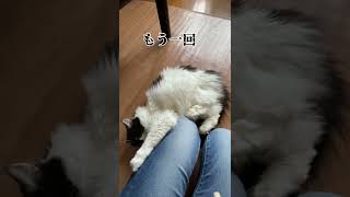 ヤバい‼️猫のけりけりが痛すぎる😼