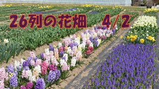 26列の花畑　下の方から全体を撮ってみた。ムスカリ、ヒヤシンス、チューリップ、水仙、シラーシベリカ、チオノドクサなど　2021.4.2