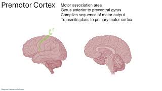 Cerebrum 4   Cortices 24