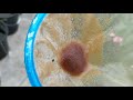 how to culture daphnia moina in a small container part 1 english subtitle