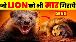 तो ये है जंगल का असली राजा😱😱 | Honey Badger Can Kill A LION | Animal Facts