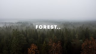 Forest Vibes: 2 Hours of Relaxing Lofi Chill Mix Music 🌲🎶