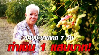 ปลูกมะขามเทศไร้สารเคมี ขาย 7 วัน ทำเงิน 1 แสนบาท!! | ลุงณพยศ | เกษตรเพียวเพียว