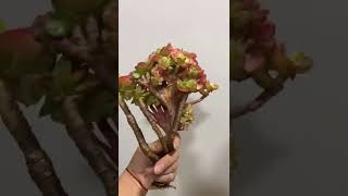 红梅 缀化多肉植物 succulents