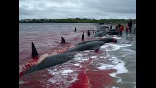 'Whale Wars'' Paul Watson on Faroes Killing, Online Debate
