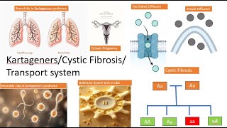 Transport(Simple, facilitated diffusion, active and secondary active ) Kartageners/Cystic Fibrosis