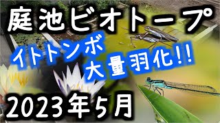 庭池ビオトープ～2023年5月～スイレンもトンボもたくさん！～