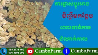 ផ្លាស់ប្តូរអាងចិញ្ចឹមកង្កែបពេលវាធំ