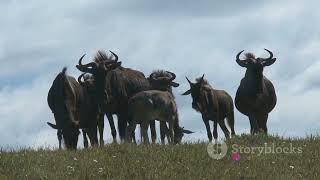 What is another name for a wildebeest #wildebeest #animals