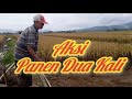 AKSI PANEN DUA KALI - MINA PADI DESA PANEMBANGAN