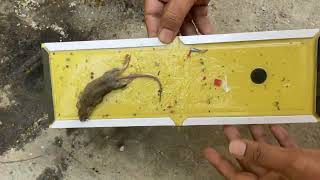 Safe Rat Trap .... How to Save Rat Undreen Undeer Undir Chuhiya... Trubble Gum The Batter Rat Trap..