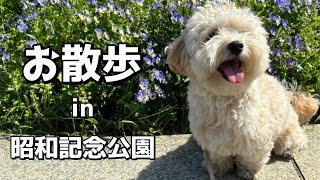 【お迎え後のマルプー】国営昭和記念公園でお散歩。たっぷりの自然と愛犬の笑顔で癒されまくりの１日。